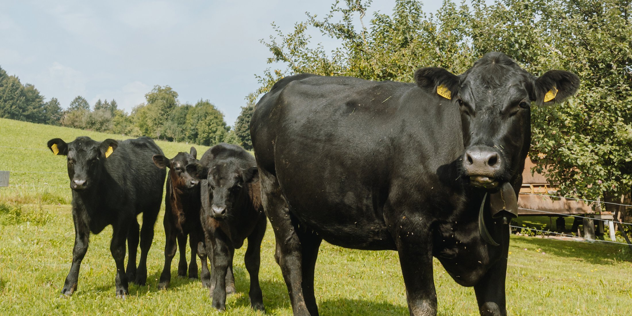 sponsored-blog-ip-suisse_header.jpg