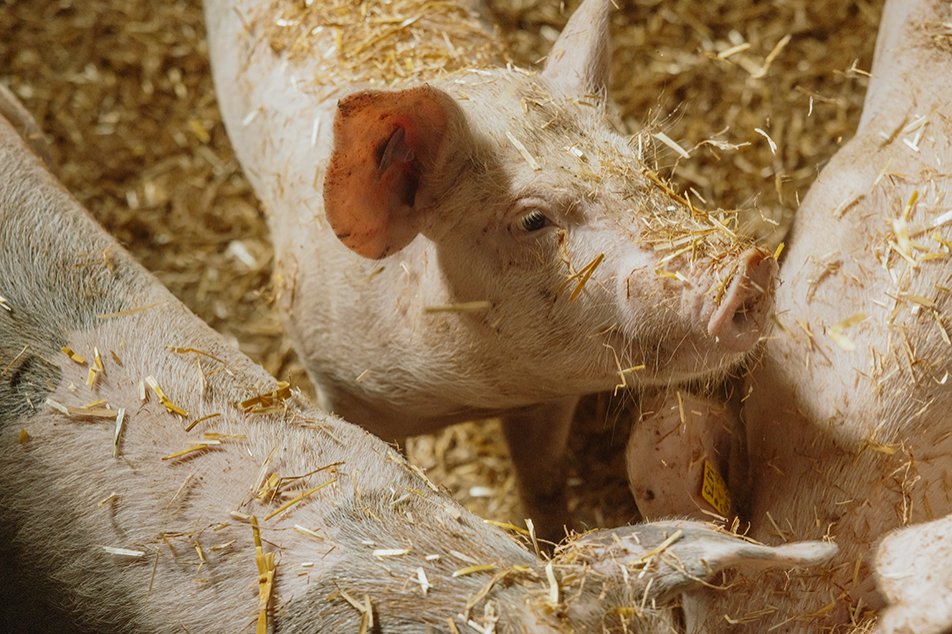 Schweinchen.jpg