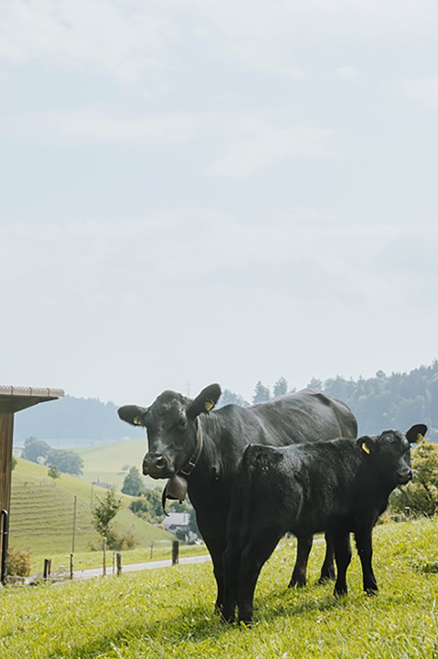 Sponsored-blog-ip-suisse_Kuh.jpg