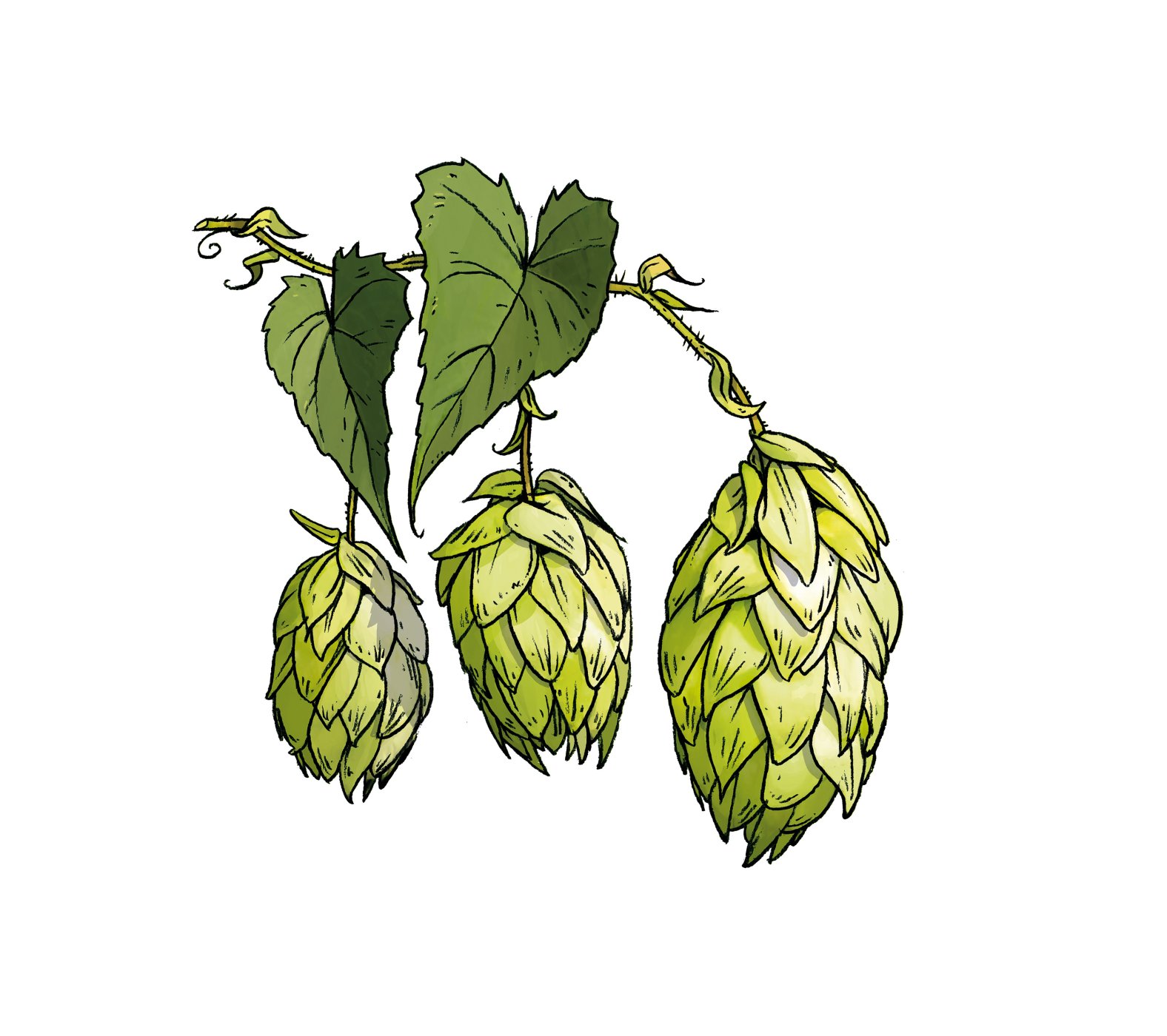 hopfen