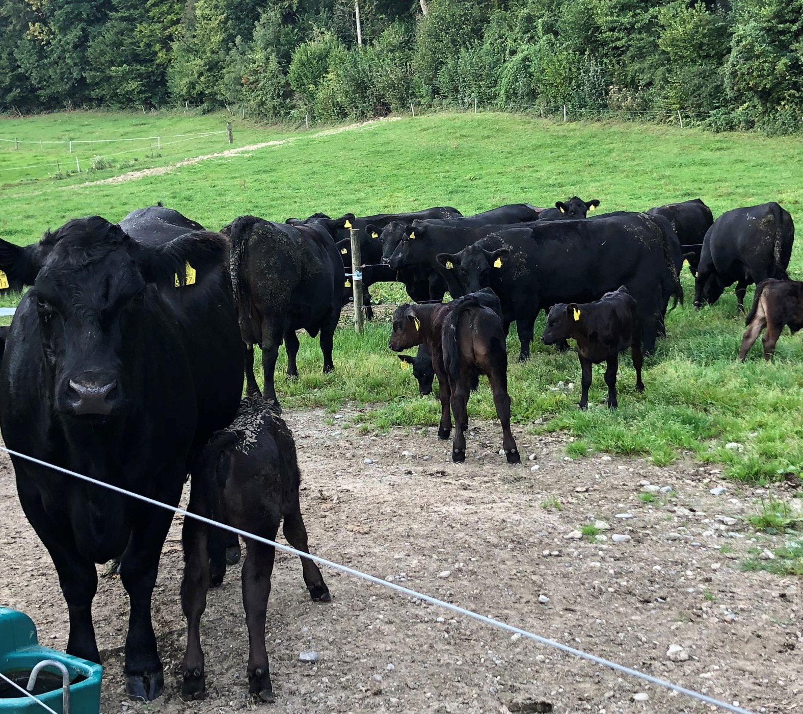 Pistor Blog Hofbesuch Bergdietion Black Angus 