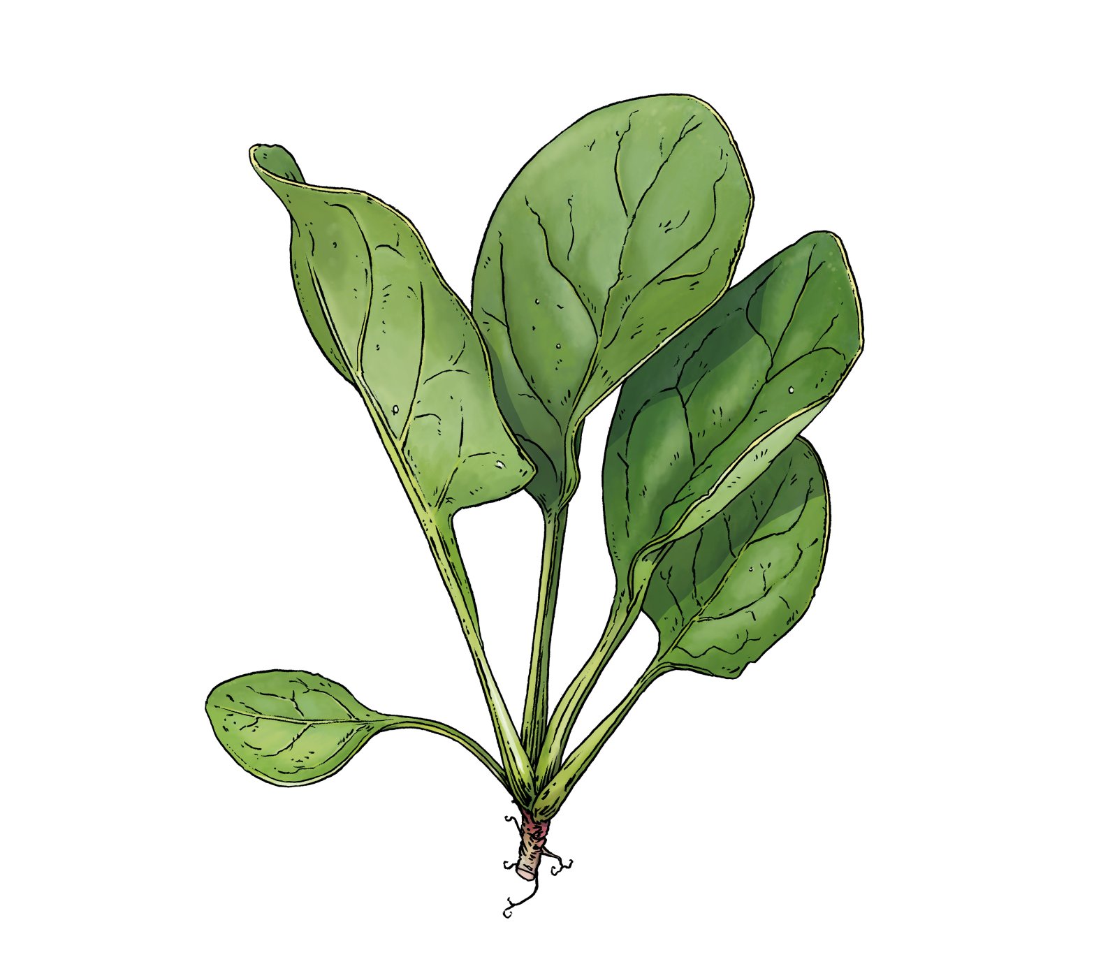 teaser-spinat-illustration