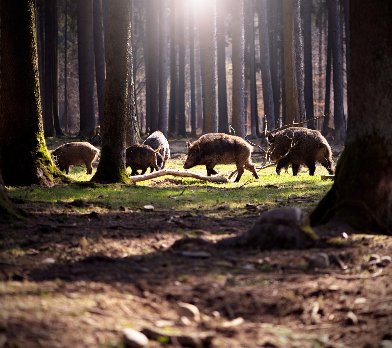 Wildschweine durchstreifen den Wald