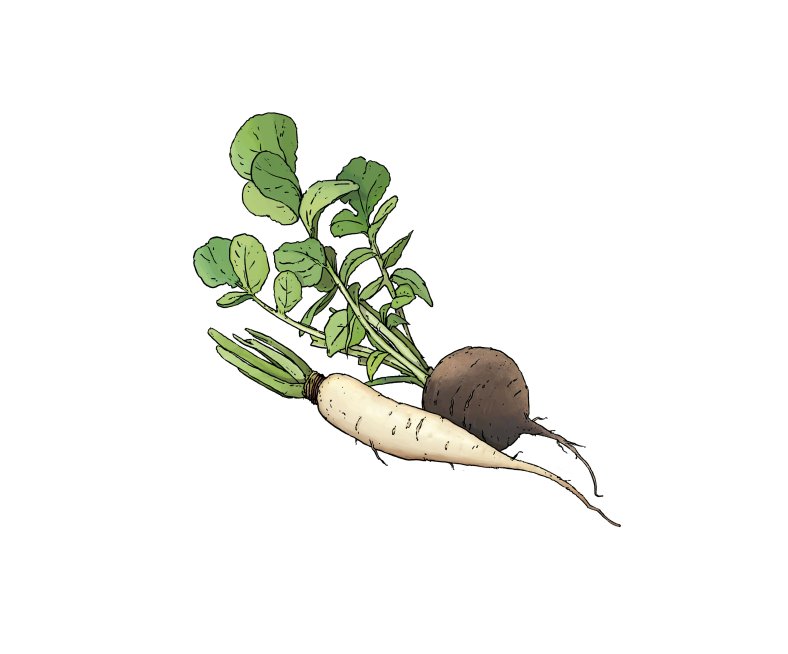Rettich-Saison