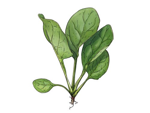 teaser-spinat-illustration
